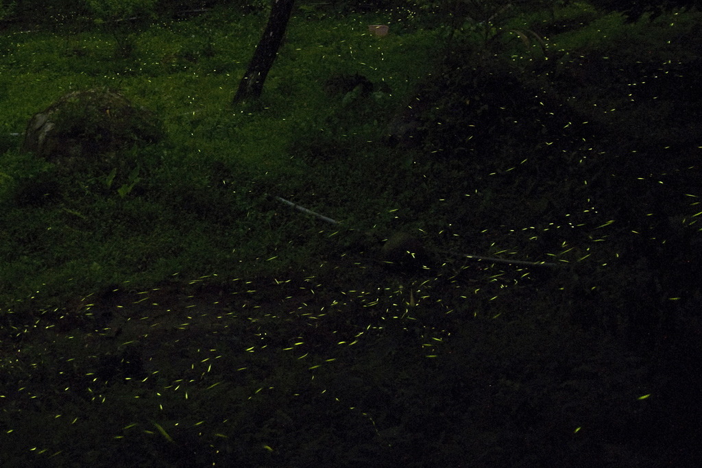 DSC_7749---.jpg DSC_7749---.jpg