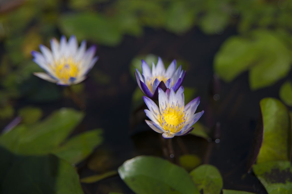 DSC_8245-.jpg DSC_8245-.jpg