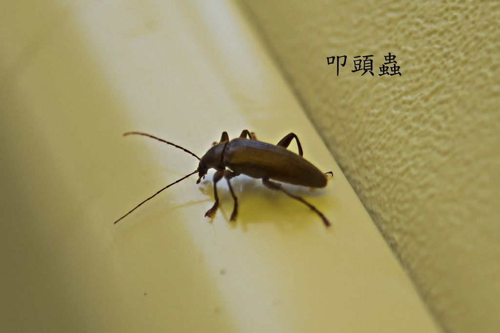 DSC_1717--.jpg DSC_1717--.jpg