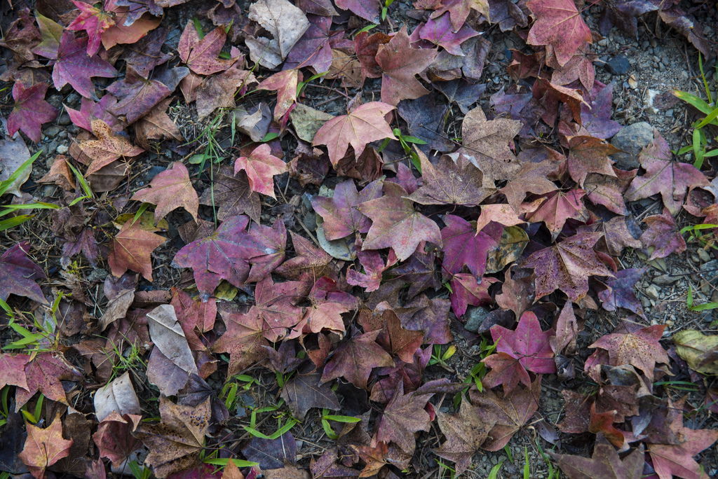 DSC_1629-.jpg DSC_1629-.jpg