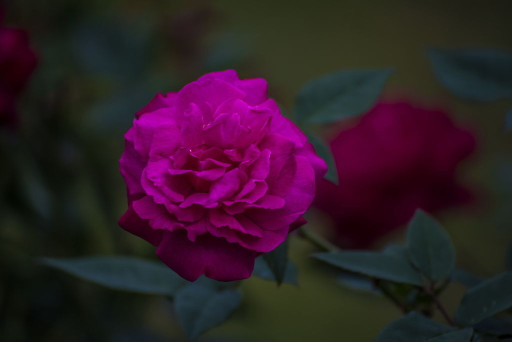 DSC_2511-.jpg DSC_2511-.jpg