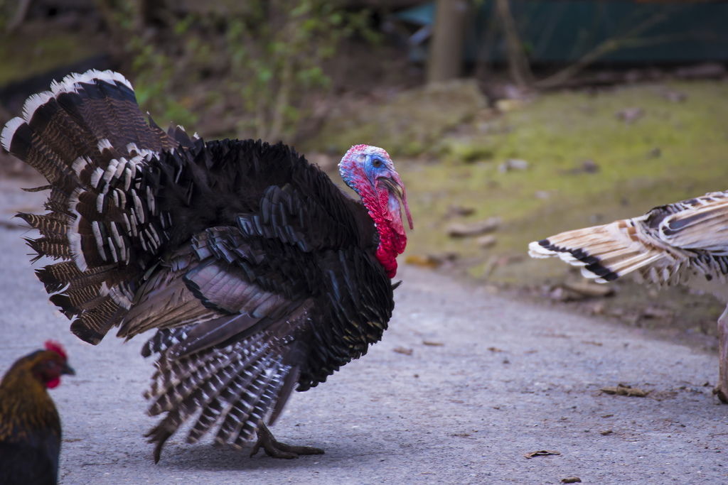 DSC_3011-.jpg DSC_3011-.jpg