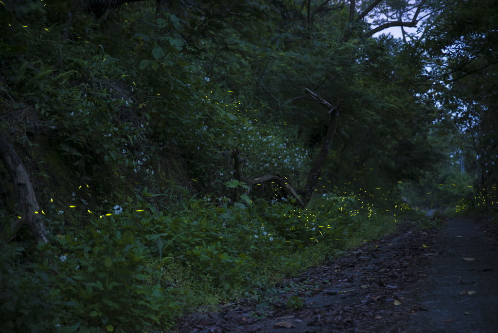 DSC_4257-.jpg DSC_4257-.jpg