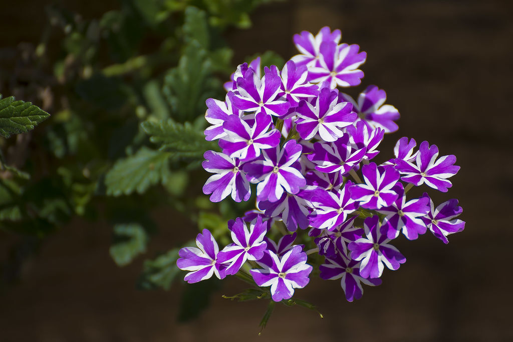 DSC_6061-.jpg DSC_6061-.jpg