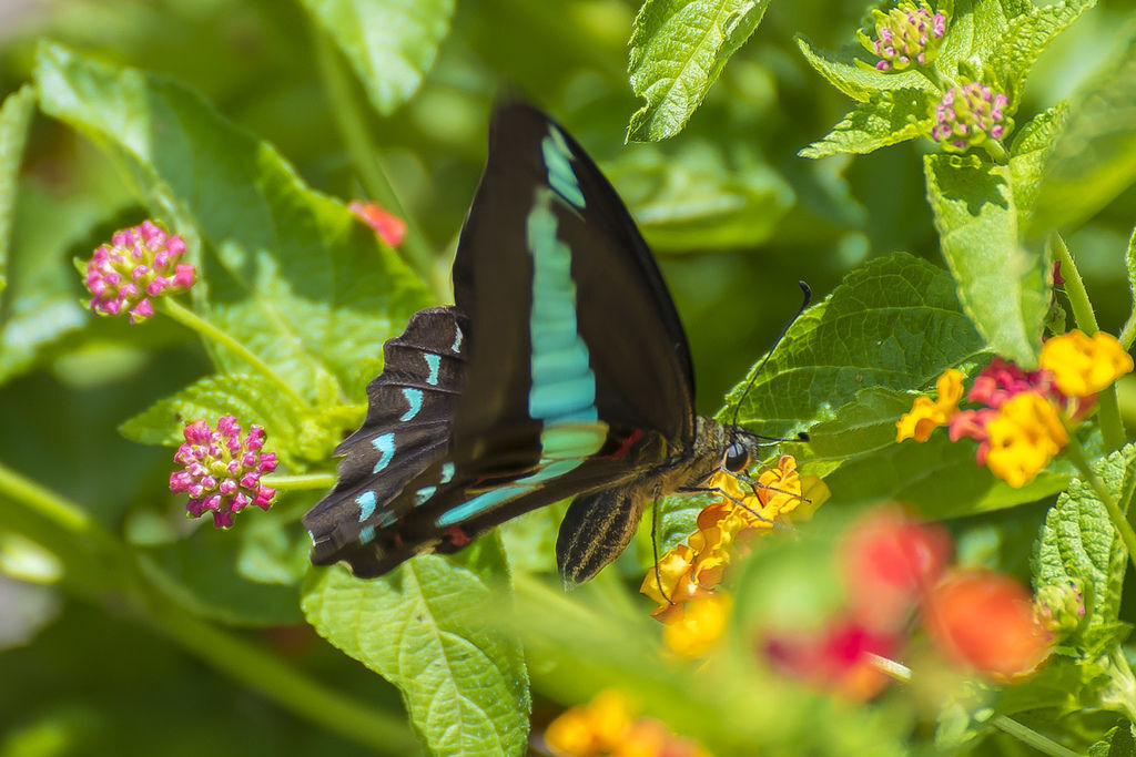 DSC_6101-.jpg DSC_6101-.jpg