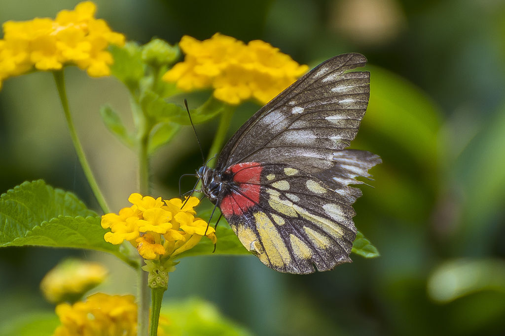 DSC_6161-.jpg DSC_6161-.jpg