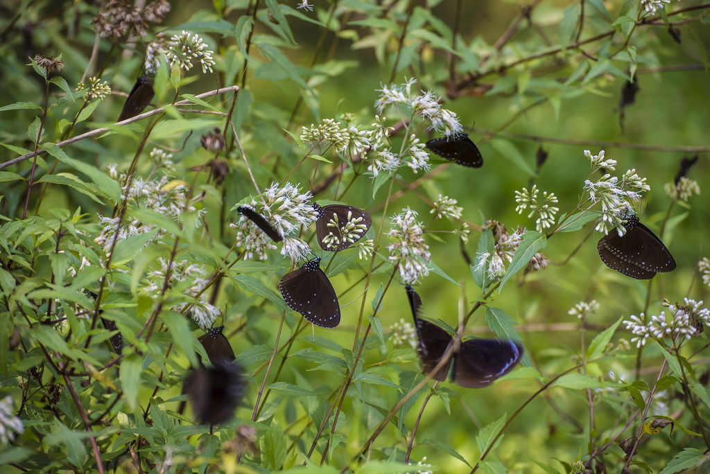 DSC_7645-.jpg DSC_7645-.jpg