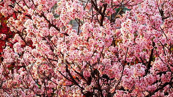 雙北櫻花北部櫻花.JPG