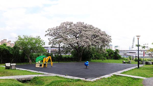 新北新店-陽光運動公園苦楝花