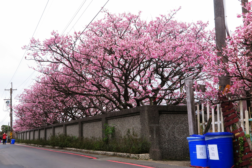 平菁街櫻花巷.JPG