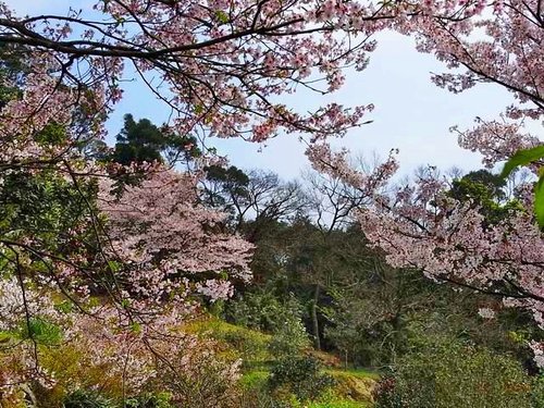 平菁街93巷-吉野櫻框景2.jpg