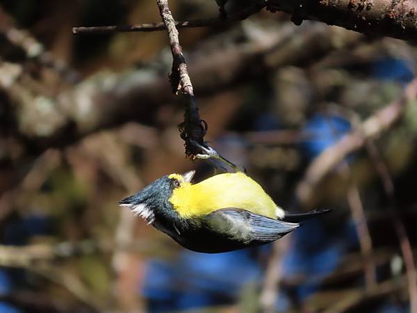 IMG_9827.JPG IMG_9827.JPG