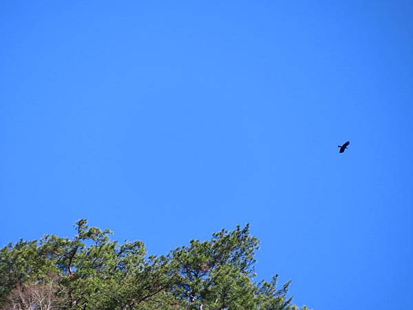 IMG_0133.JPG IMG_0133.JPG