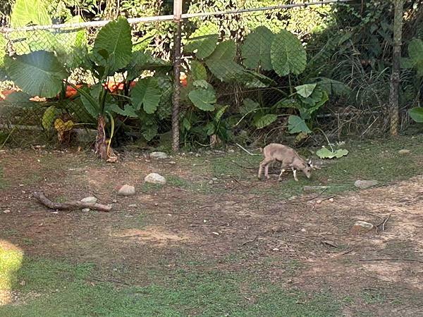 2025.11.09關西六福莊生態渡假旅館(新竹縣關西鎮)