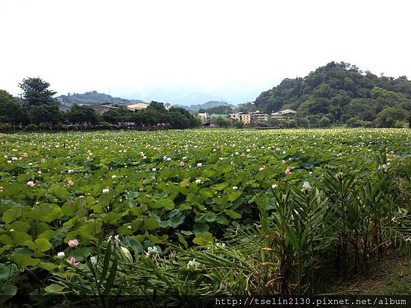 2015-0705 東勢林業文化園區 062.JPG