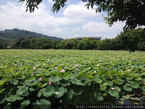 2015-0705 東勢林業文化園區 089.JPG