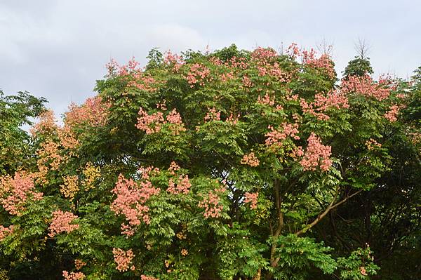 DSC_0078_調整大小 