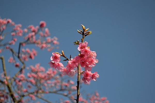 DSC_0031_調整大小 