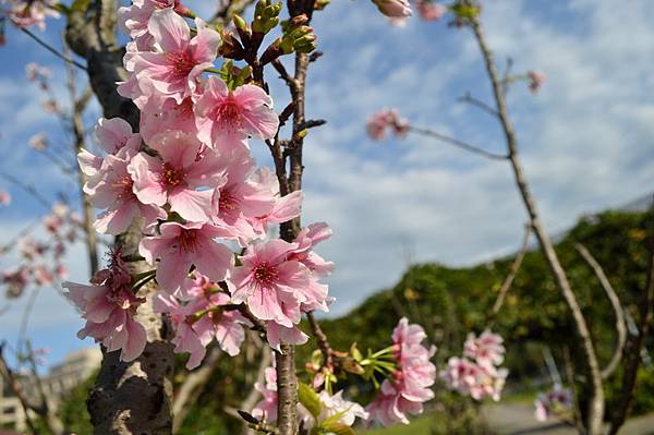 DSC_0203_調整大小 