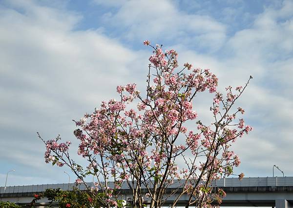 DSC_0199_調整大小 