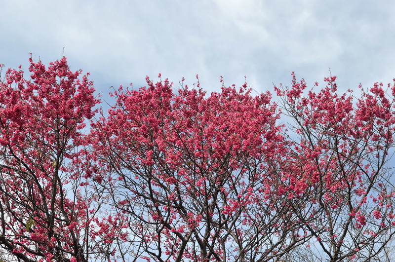 DSC_0007_調整大小 