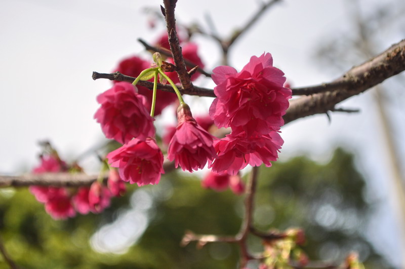 DSC_0109_調整大小 