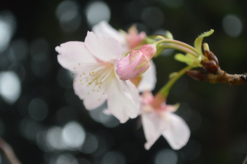 DSC_0124_調整大小 