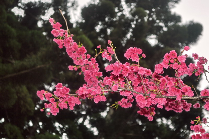 DSC_0243_調整大小 