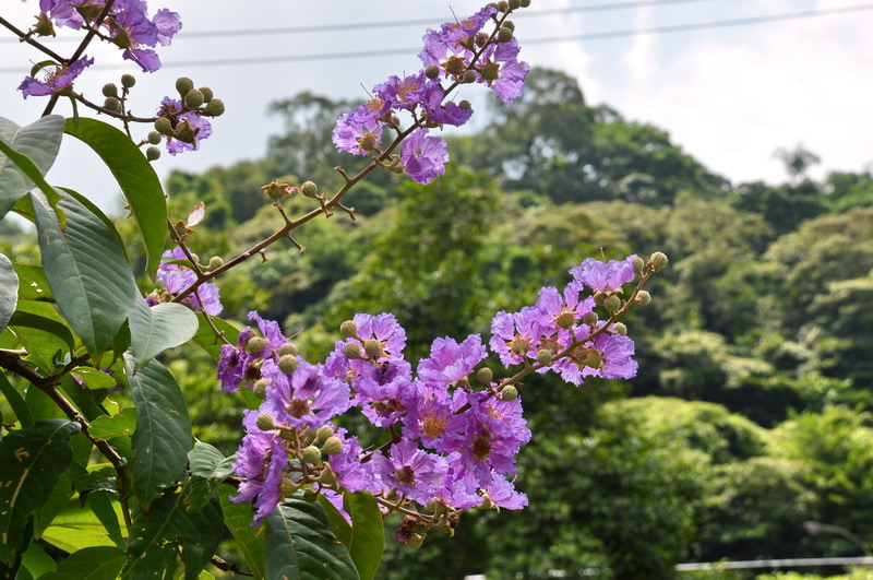 DSC_0125_調整大小 