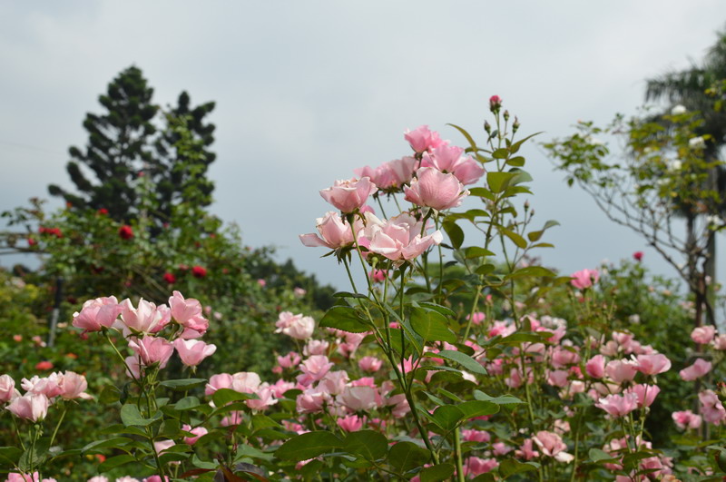 DSC_0364_調整大小 