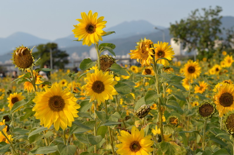 DSC_0222_調整大小 