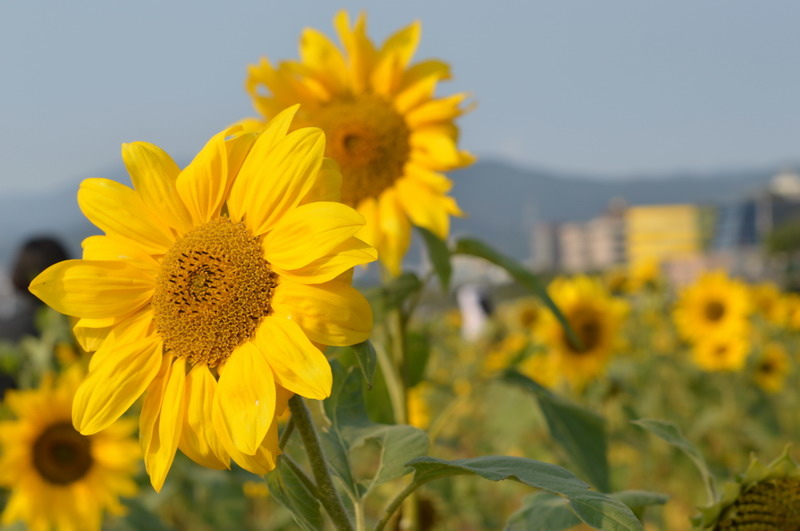 DSC_0176_調整大小 