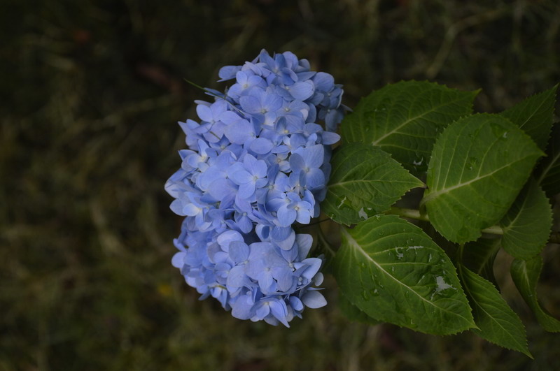 DSC_0009_調整大小 