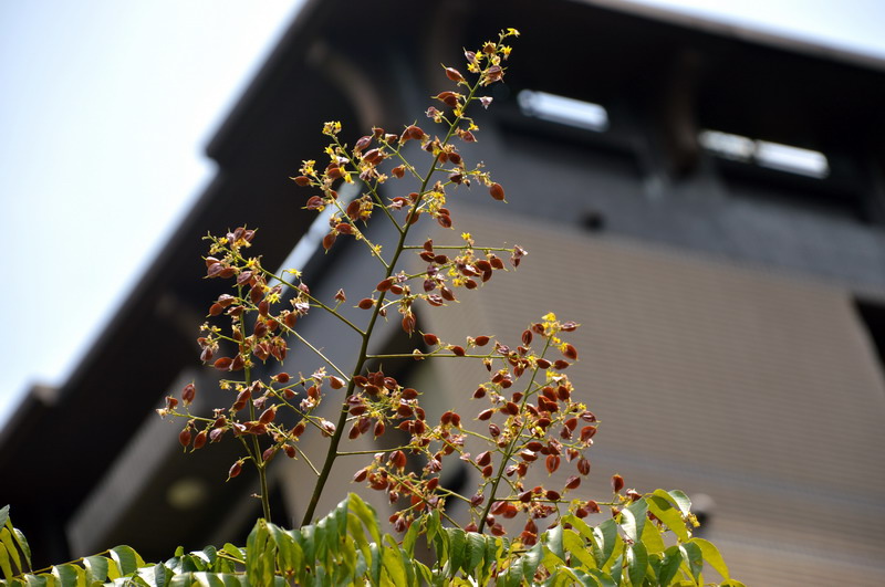 DSC_0054_調整大小 DSC_0054_調整大小