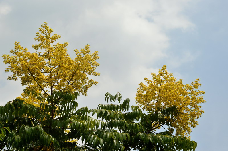 DSC_0037_調整大小 DSC_0037_調整大小
