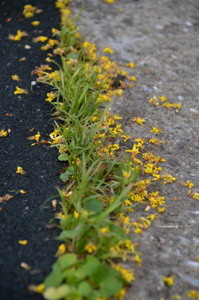 DSC_0090_調整大小 DSC_0090_調整大小