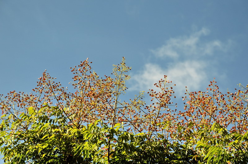 DSC_0021_調整大小 DSC_0021_調整大小