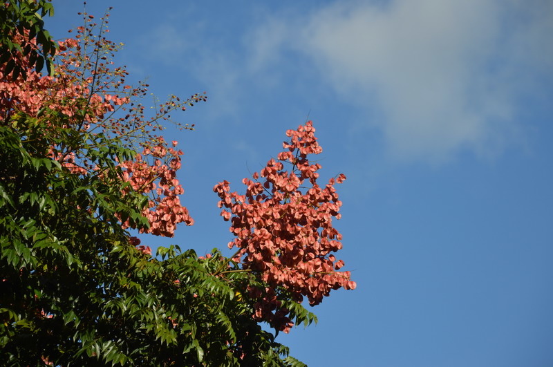 DSC_0032_調整大小 