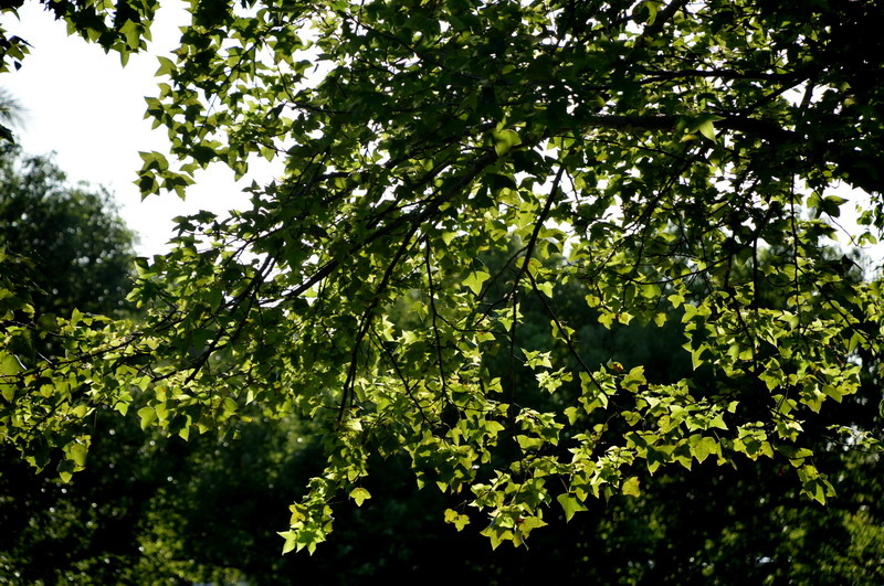 DSC_0056.jpg-1_調整大小 DSC_0056.jpg-1_調整大小