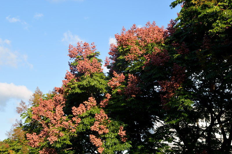 DSC_0082_調整大小 DSC_0082_調整大小