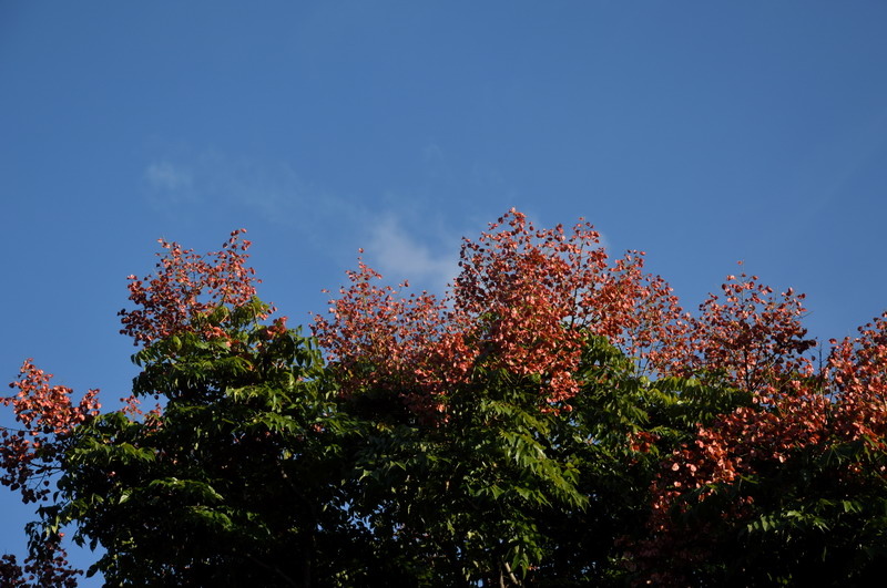 DSC_0083_調整大小 DSC_0083_調整大小