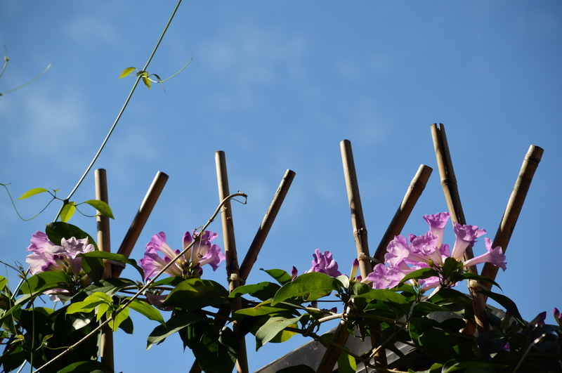 DSC_0023_調整大小 DSC_0023_調整大小