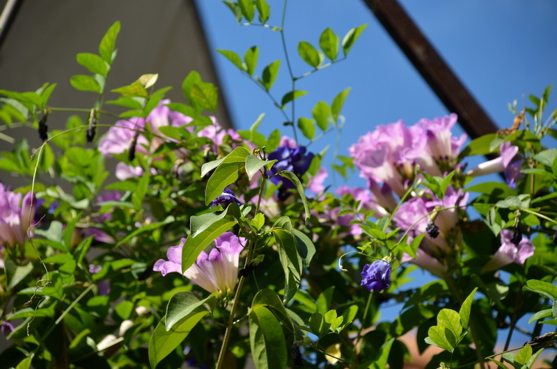 DSC_0037_調整大小 DSC_0037_調整大小