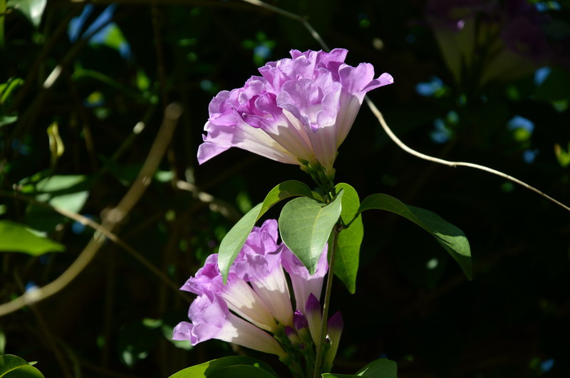 DSC_0039_調整大小 