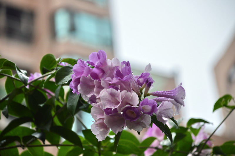 DSC_0181_調整大小 DSC_0181_調整大小
