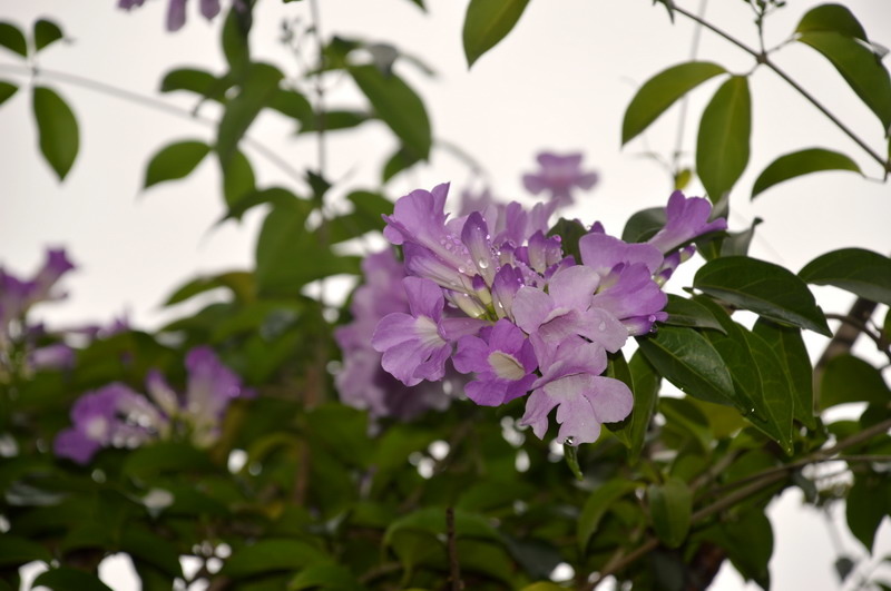 DSC_0020_調整大小 DSC_0020_調整大小