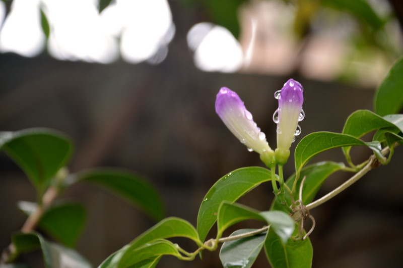 DSC_0043_調整大小 DSC_0043_調整大小