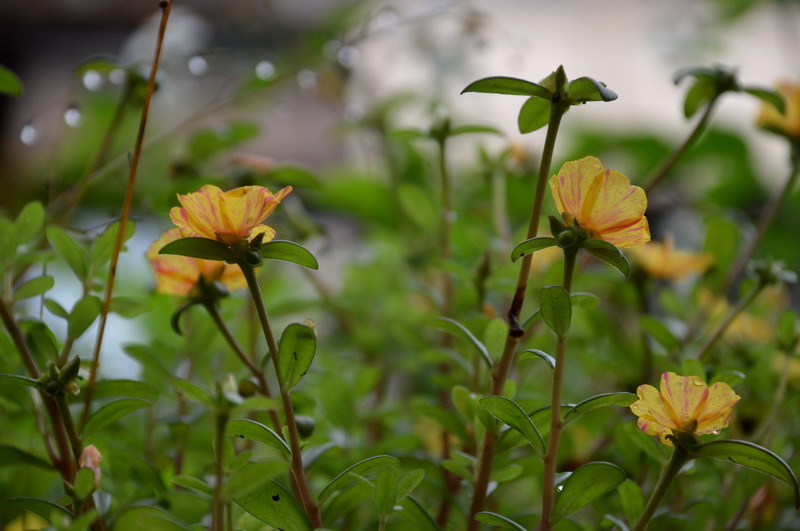 DSC_0047_調整大小 DSC_0047_調整大小