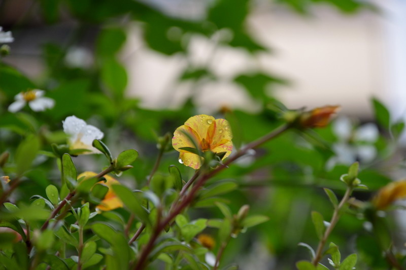 DSC_0051_調整大小 DSC_0051_調整大小
