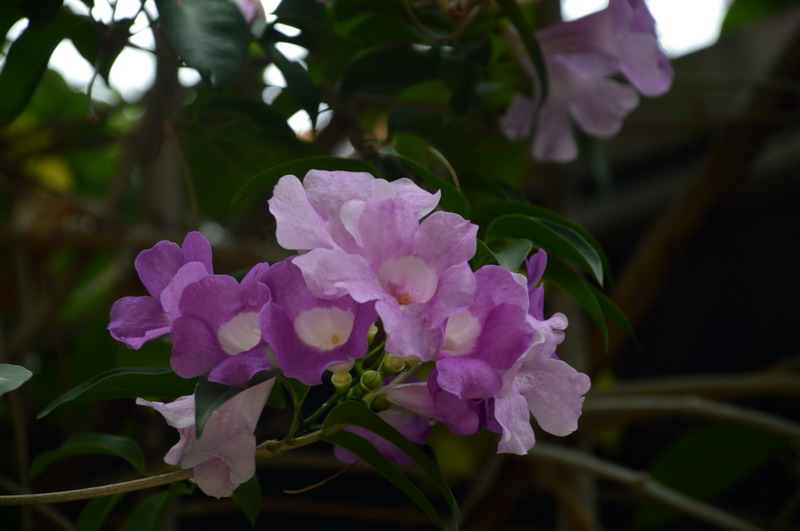 DSC_0040_調整大小 DSC_0040_調整大小